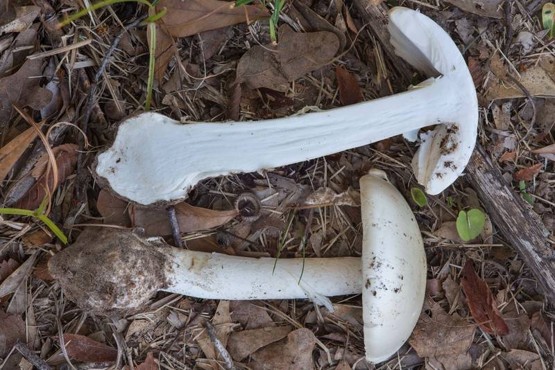 Destroying Angel