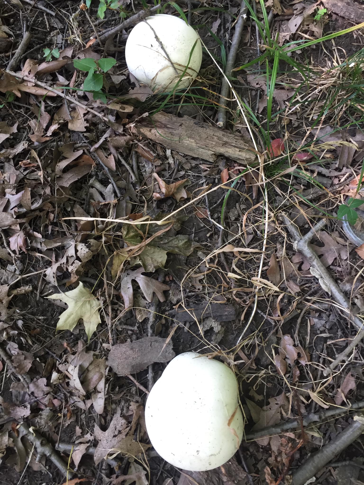 Giant Puffball